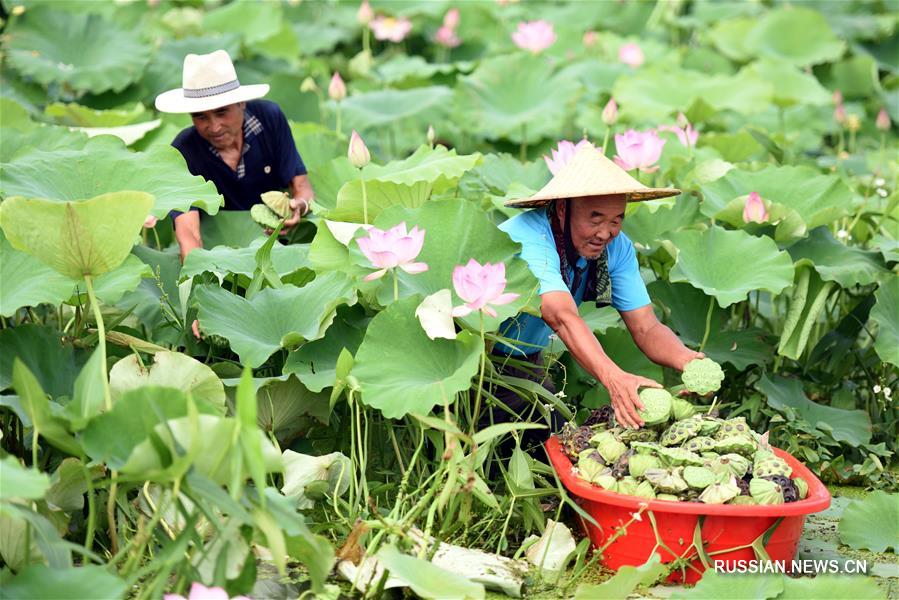 Выращивание лотосов на рекультивированном озере Цайлянь в провинции Шаньдун