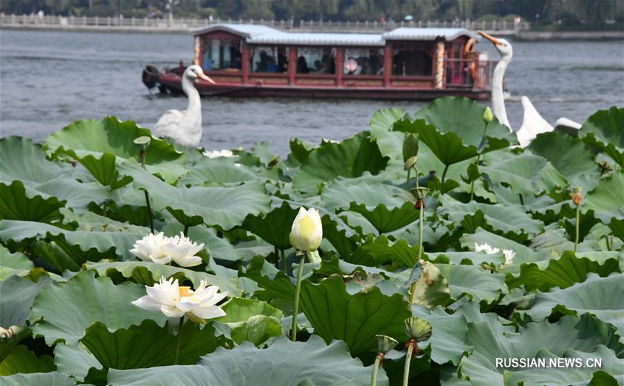 Летнее цветение лотосов на озере Даминху в Цзинане