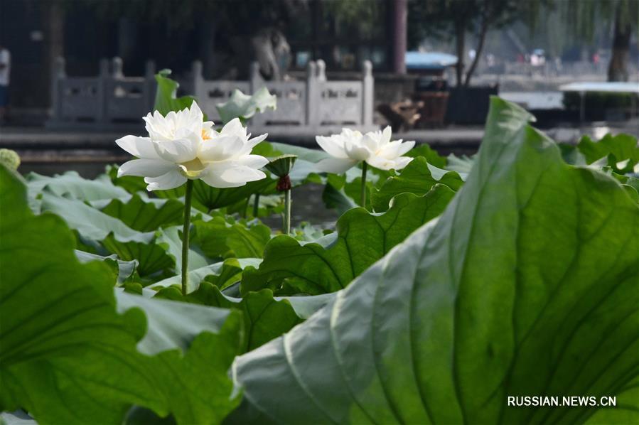Летнее цветение лотосов на озере Даминху в Цзинане
