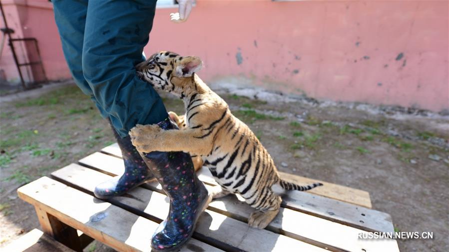 Новая "мама" девяти детенышей уссурийского тигра