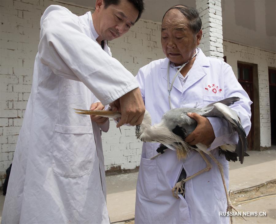 73-летний "птичий доктор" из провинции Цзянси