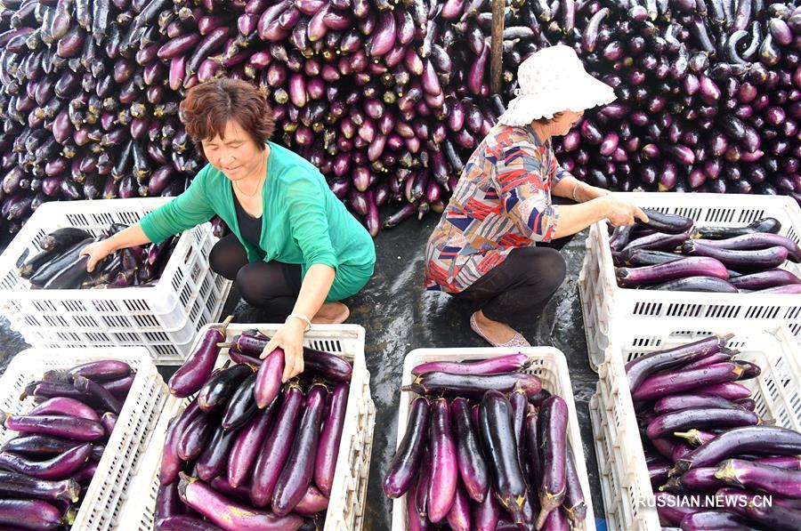 Богатый урожай собирают в провинции Шаньдун
