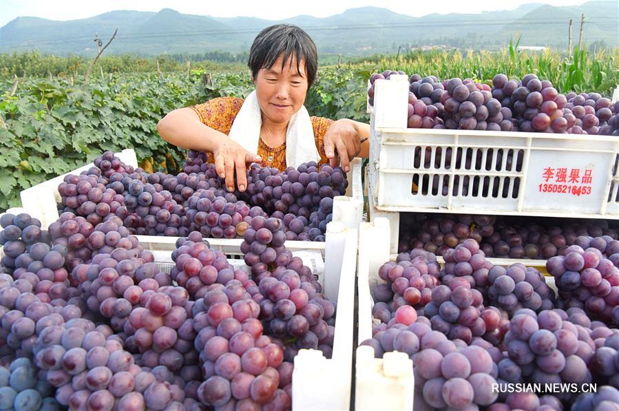 Богатый урожай собирают в провинции Шаньдун