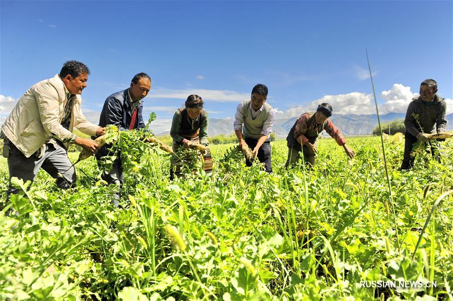 Сбор свежего урожая в тибетском "городке редьки"
