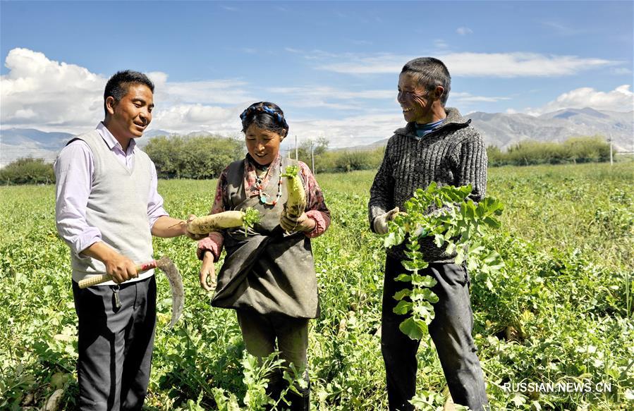 Сбор свежего урожая в тибетском "городке редьки"