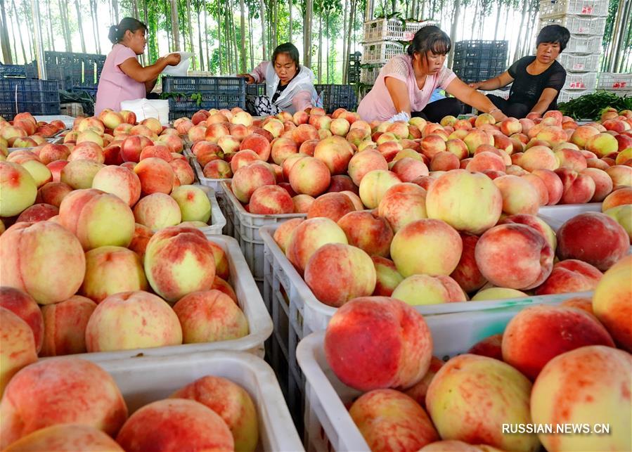 Производство высококачественных персиков в уезде Лаотин 