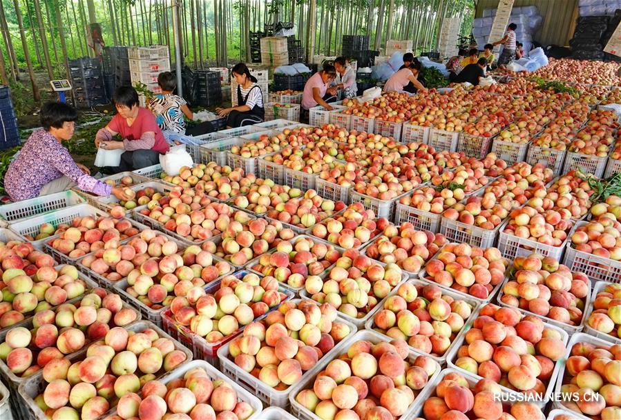 Производство высококачественных персиков в уезде Лаотин