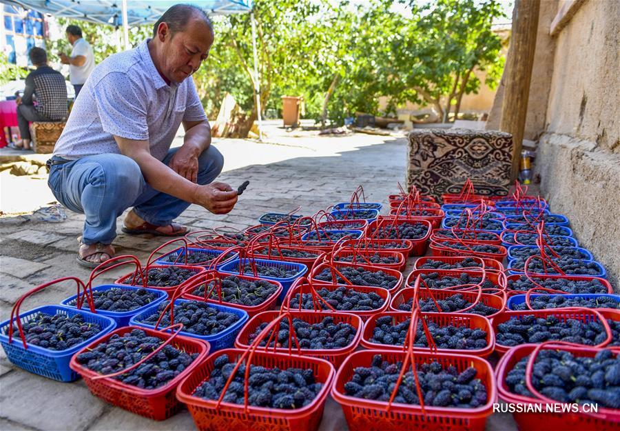 В Синьцзяне созрел свежий урожай плодовых культур