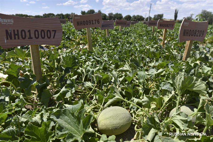 В Синьцзяне созрел свежий урожай плодовых культур