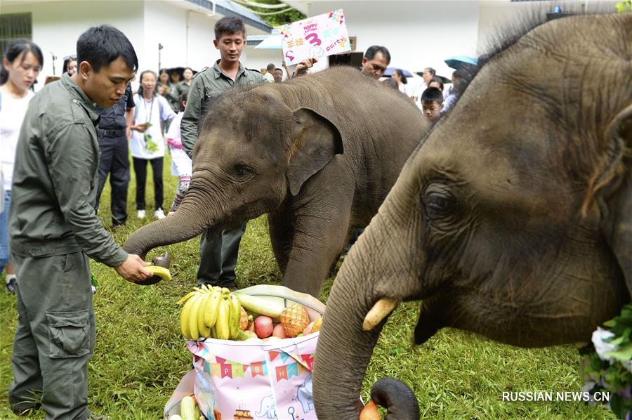 Празднование Всемирного дня слонов в ландшафтном парке "Есянгу"