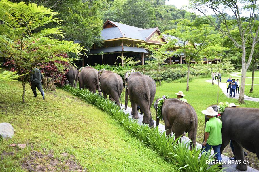 Празднование Всемирного дня слонов в ландшафтном парке "Есянгу"