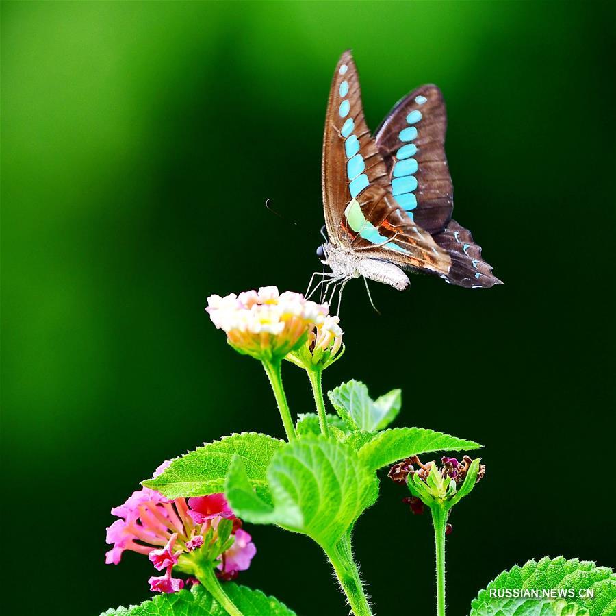 Бабочки на цветах лантаны в Фучжоу