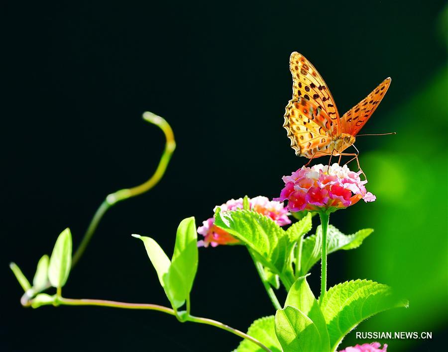 Бабочки на цветах лантаны в Фучжоу