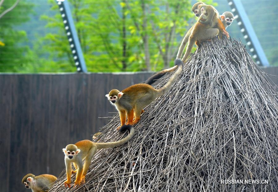 Игры обитатей лесного зоопарка "Шанфаншань" в Сучжоу