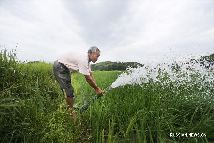 Некоторые части провинции Цзянси пострадали от засухи
