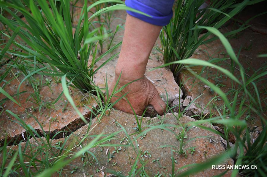 Некоторые части провинции Цзянси пострадали от засухи