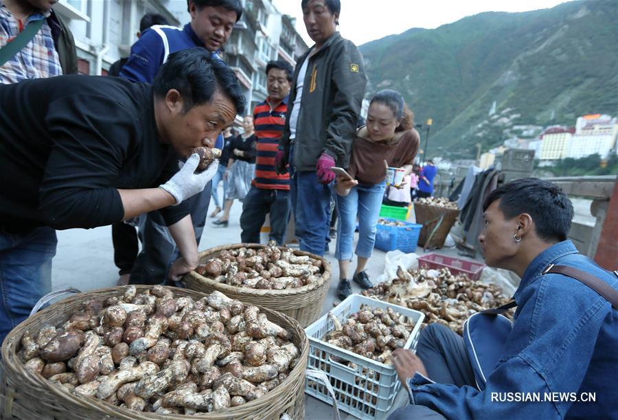 В уезде Яцзян собирают урожай грибов мацутакэ
