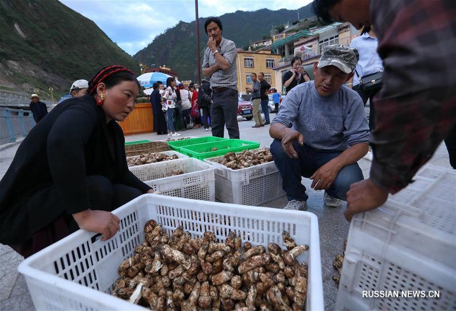 В уезде Яцзян собирают урожай грибов мацутакэ