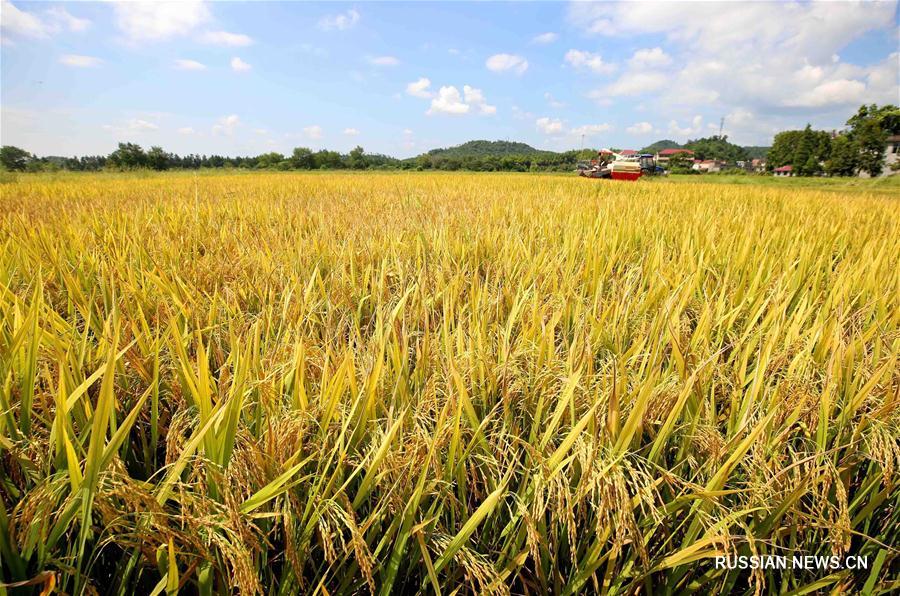 Разноцветные картины богатого урожая в провинции Цзянси