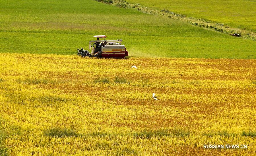 Разноцветные картины богатого урожая в провинции Цзянси