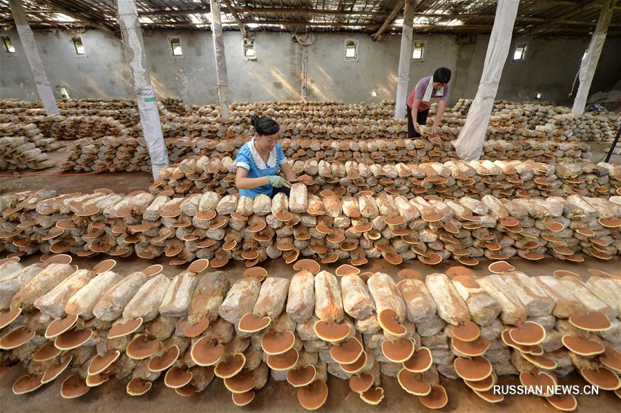 Плантация трутовиков лакированных в деревне Шуймотоу