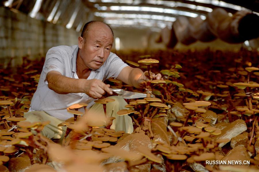 Плантация трутовиков лакированных в деревне Шуймотоу