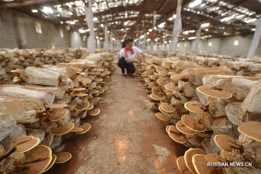 Плантация трутовиков лакированных в деревне Шуймотоу
