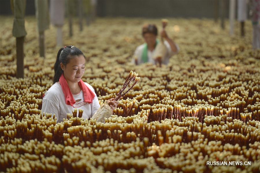 Плантация трутовиков лакированных в деревне Шуймотоу