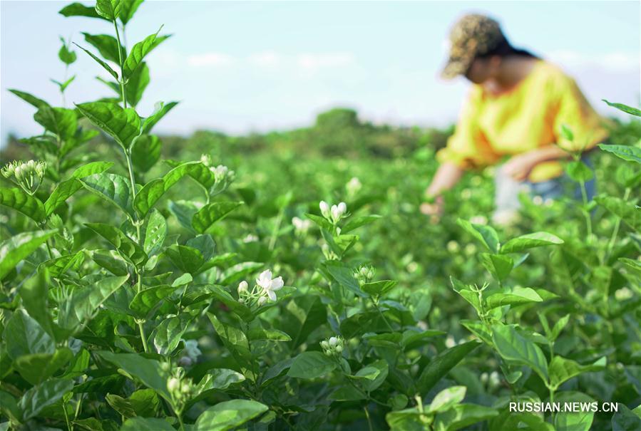 Развитие производства жасминового чая в Фучжоу