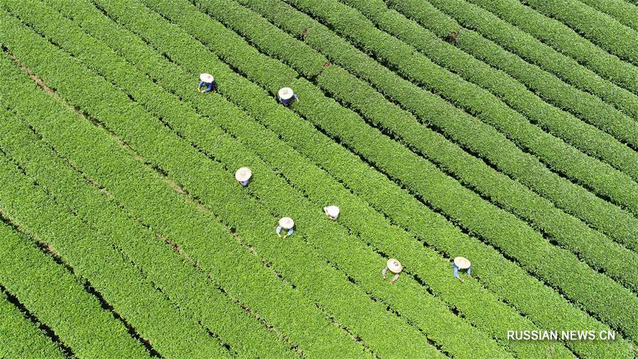 Сбор осеннего чайного урожая в уезде Саньцзян