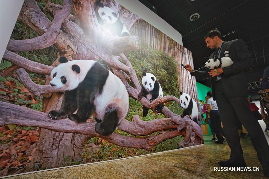 В Пекине открылась 1-я Международная культурная неделя китайских больших панд