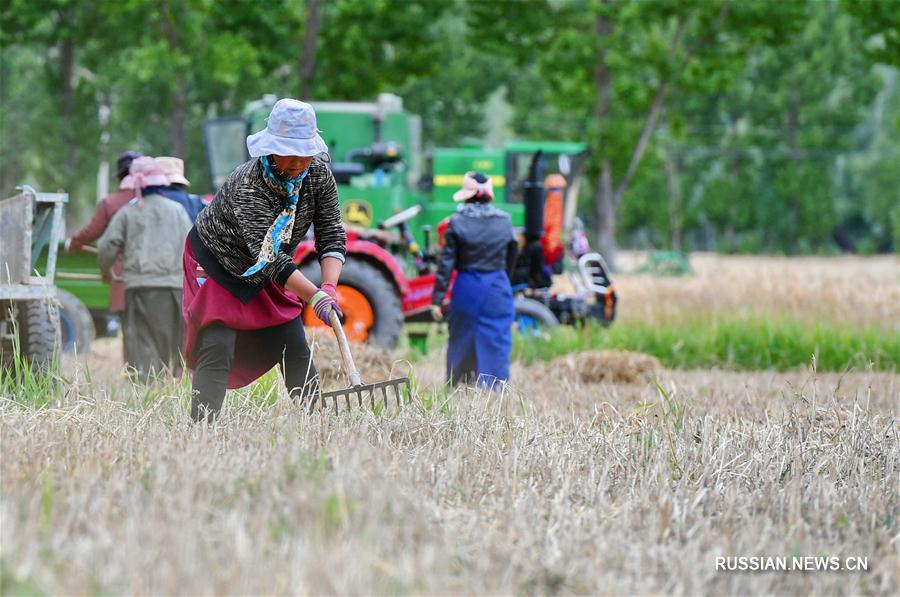 Уборка высокогорного ячменя в долине реки Ярлунг