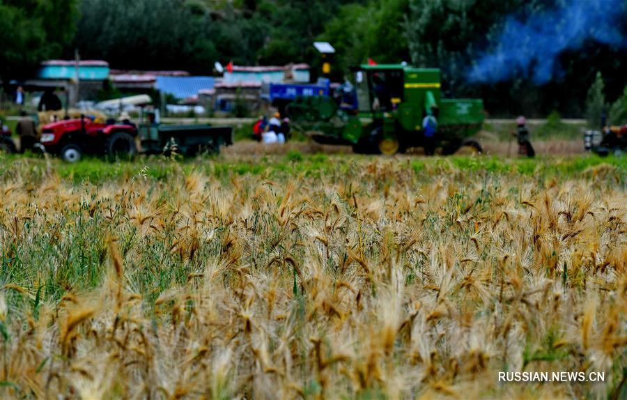 Уборка высокогорного ячменя в долине реки Ярлунг