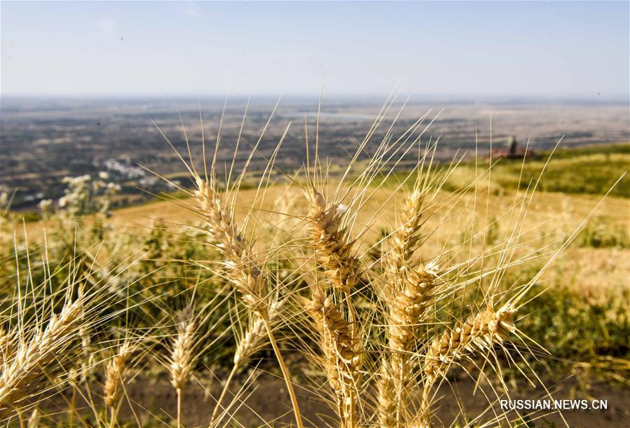 Пшеничные поля в Синьцзян-Уйгурском АР