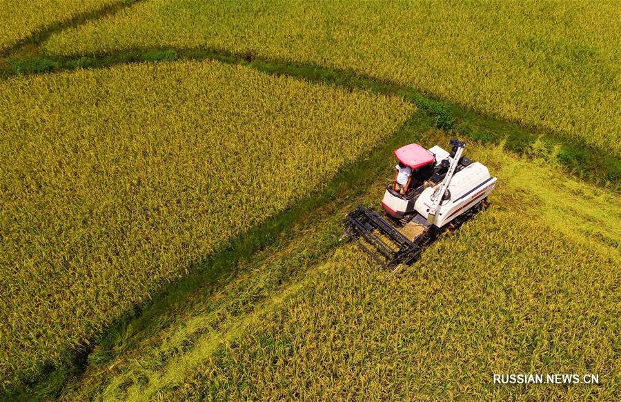 Уборка поливного риса в уезде Сунтао