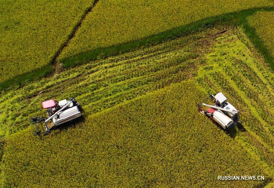 Уборка поливного риса в уезде Сунтао
