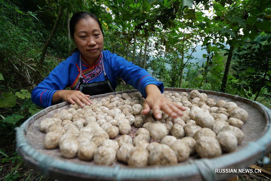 В мяоской деревне Чжанцзятан Гуанси-Чжуанского АР настало время для приготовления традиционной мяоской закваски