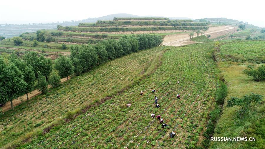 База масличных пионов на бывших горных пустырях в Гуюане