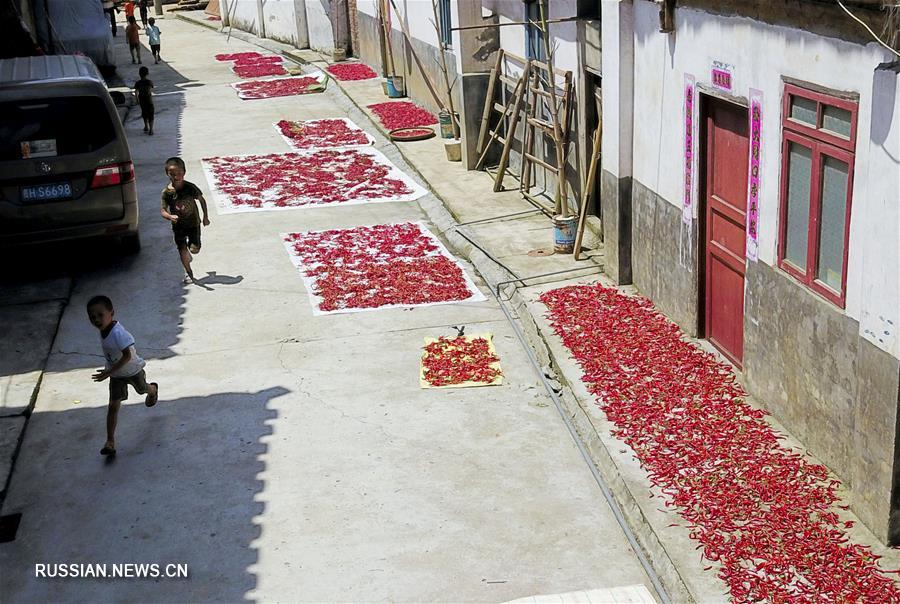 Выращивание острого перца в провинции Гуйчжоу 
