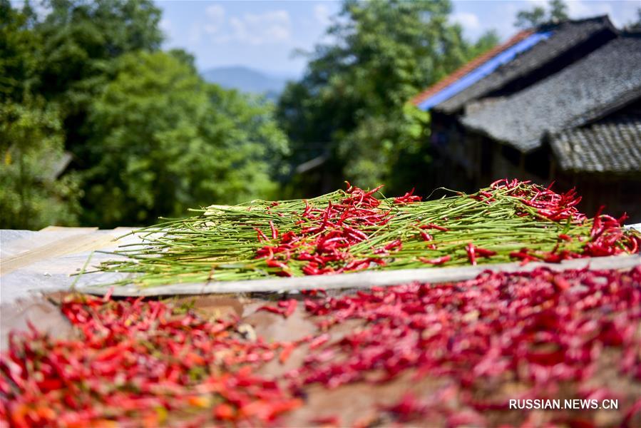Выращивание острого стручкового перца в провинции Гуйчжоу 