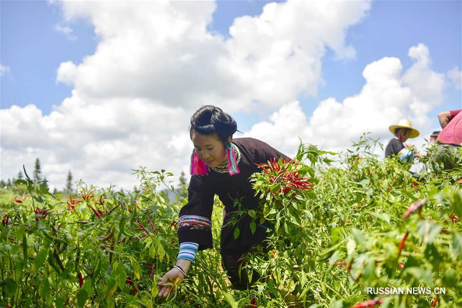Выращивание острого стручкового перца в провинции Гуйчжоу 