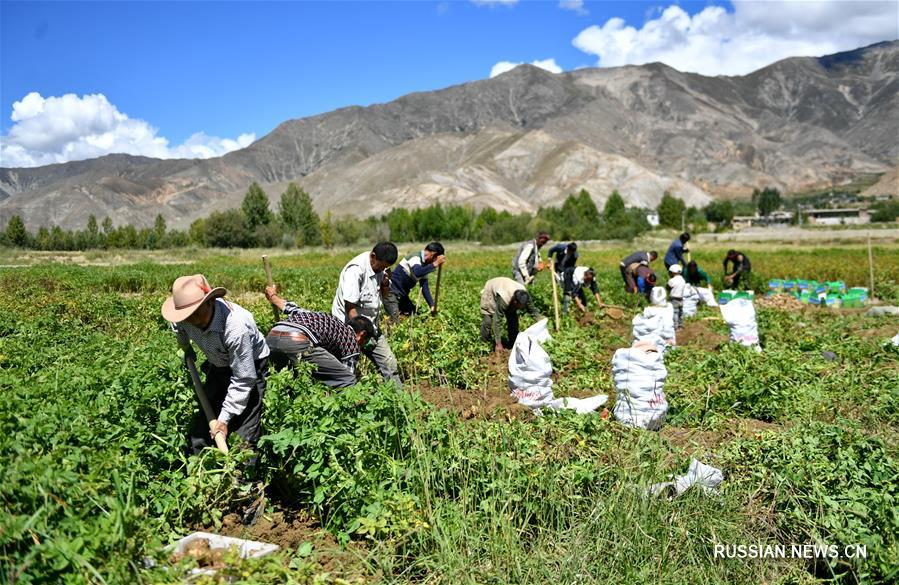 Богатый урожай картофеля в Тибете