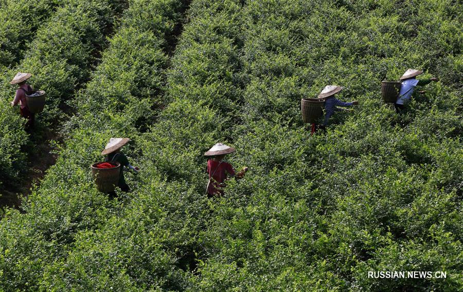 Уборка виноградовника для "чая долголетия" в провинции Хунань