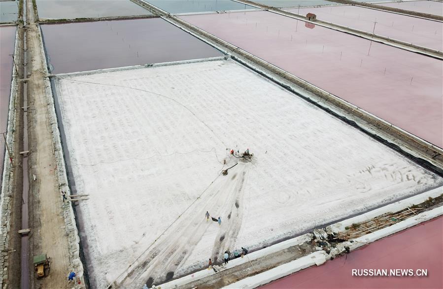 Рабочие на соляных полях провинции Цзянсу торопятся "собрать урожай" поваренной соли