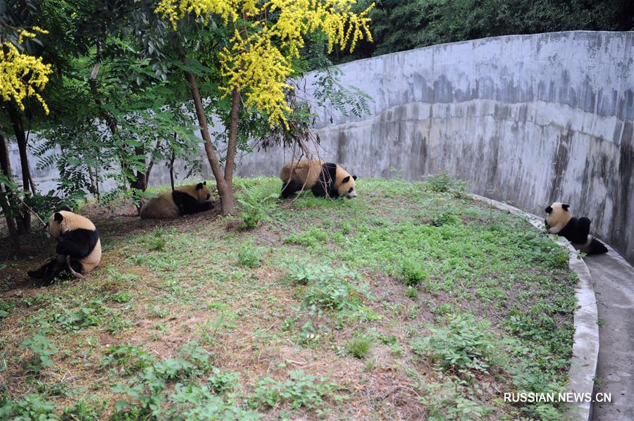Беззаботное детство четырех бамбуковых медвежат в провинции Шэньси