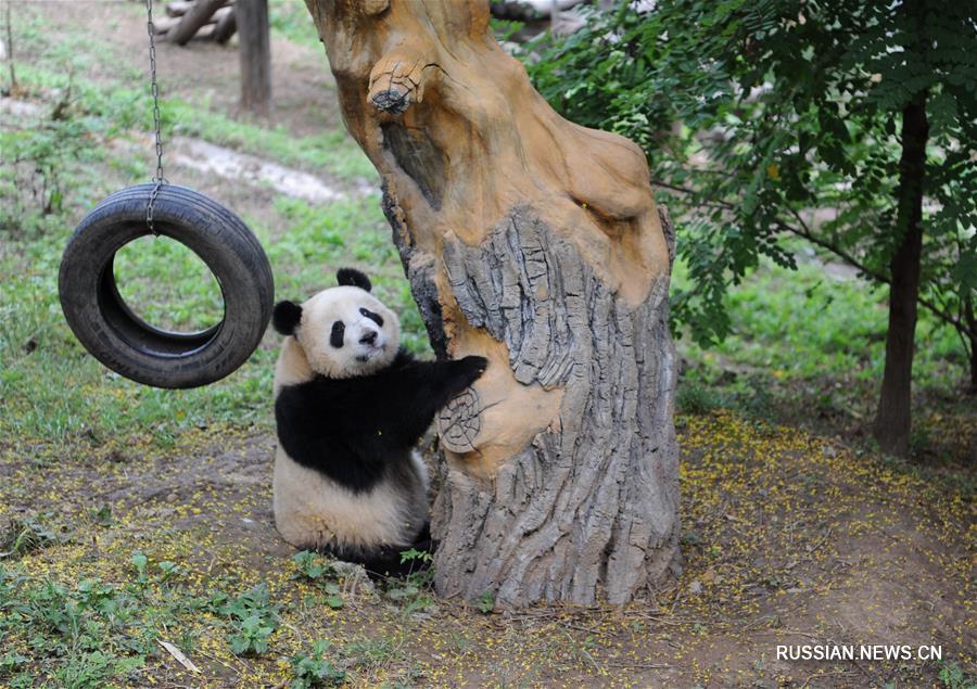 Беззаботное детство четырех бамбуковых медвежат в провинции Шэньси