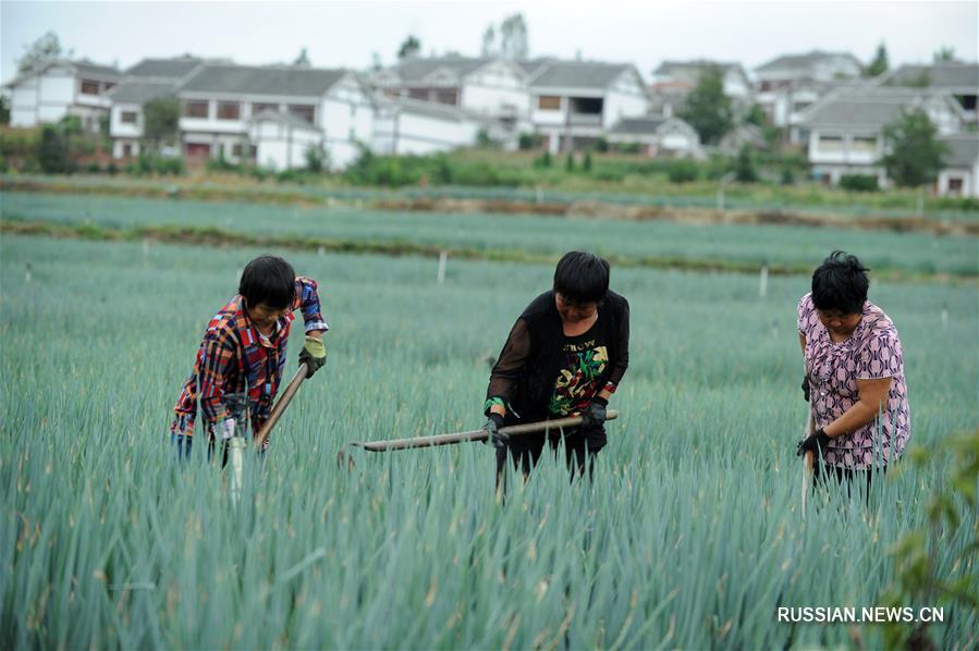 Осенние работы на овощных полях в уезде Цяньси