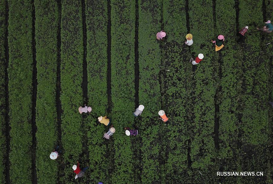 Осенние работы на овощных полях в уезде Цяньси