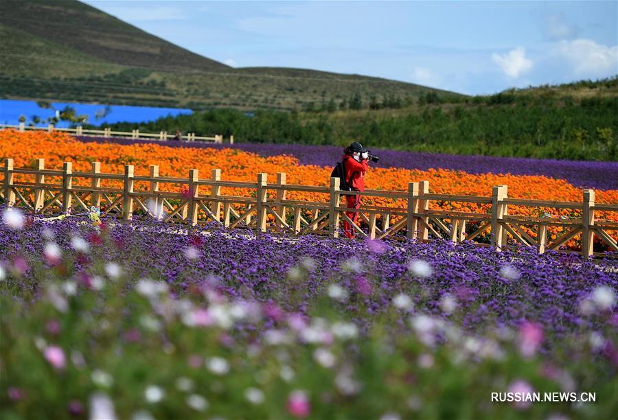 Цветущие поля в автономном районе Внутренняя Монголия