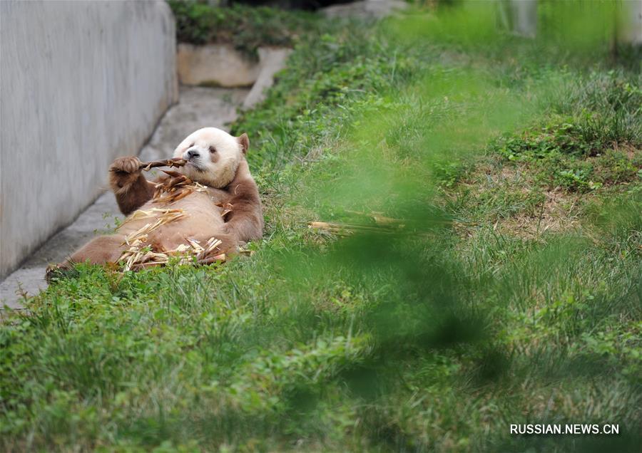 Большая панда коричнево-белого окраса из провинции Шэньси